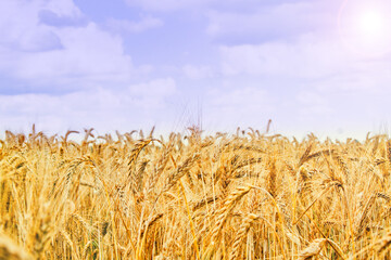 Fototapeta na wymiar Wheat field on blue sky background