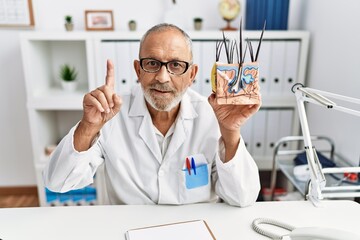 Mature doctor man holding model of human anatomical skin and hair surprised with an idea or...