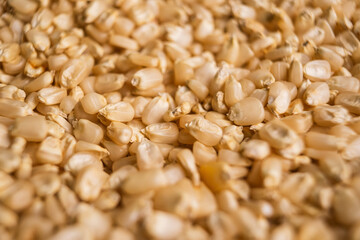 Corn - Maiz - Grain - Grano