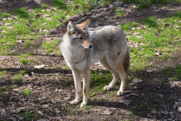 Coyote, Canis latrans, in Winter Coat