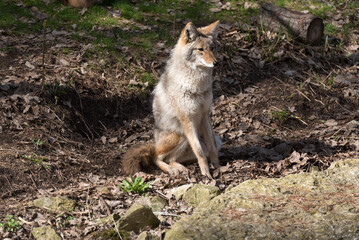 Coyote, Canis latrans, in Winter Coat