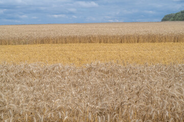 champs de blés à moitié moissonné