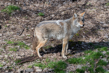 Coyote, Canis latrans, in Winter Coat