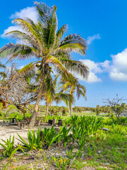 Naklejka premium Ancient Tulum ruins Mayan site temple pyramids artifacts seascape Mexico.