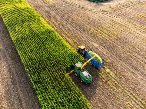 Maize Harvest 02