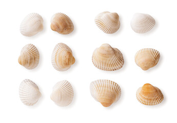 Set of common cockle shells isolated on a white background. Empty shells of Black sea Cerastoderma edule cutout. Marine bivalve mollusc multicolored shells macro. Saltwater shellfish, clams. © Maryia