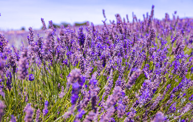 Hitchin lavender field in Ickleford near London, flower-farming vista popular for photos in summer in England