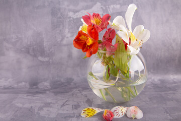 Small beautiful bouquet in glass vase. Red, pink, white alstroemeria lily, tender petals on grey concrete background