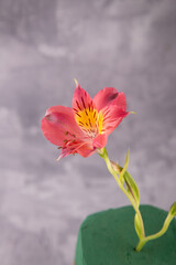 Small pink alstroemeria lily on grey background. Selective focus, vertical photo
