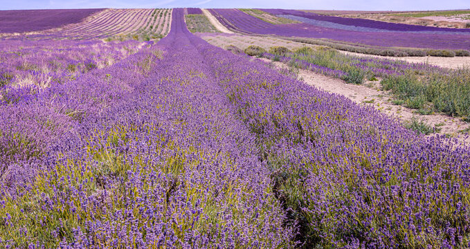 Hitchin lavender field in Ickleford near London, flower-farming vista popular for photos in summer in England
