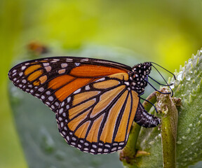 monarch butterfly,Danaus plexippus,