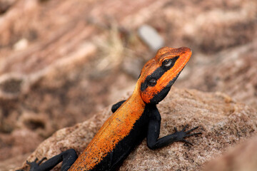 Male Peninsular Rock Agama Lizard.