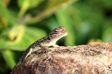 A Small Lizard in the Rocky Hill.