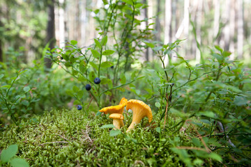 Edible mushrooms. Close up of chanterelle mushrooms in a forest - obrazy, fototapety, plakaty