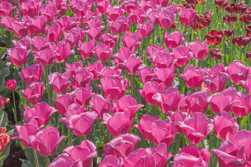 Colorful tulips blooming in spring in the famous Dutch tulip park. Taken in Keukenhof, Netherlands.