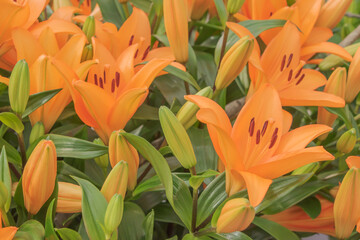 Colorful flowers blooming in spring in the famous Dutch tulip park. Taken in Keukenhof/Netherlands.