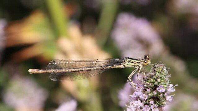 Gemeine Federlibelle ( Platycnemis pennipes) auf einer Minze
