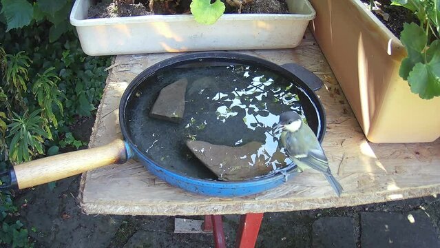 Kohlmeise (Parus major) an einer zur Vogeltr&auml;nke umfunktionierten Bratpfanne
