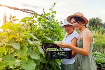 Women farmers picking cucumbers on summer farm. Mother and adult daughter harvesting vegetables and...