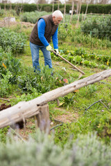 Elderly worker spuds plants in a garden. High quality photo
