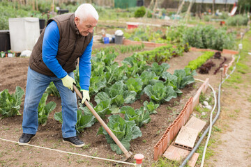 Senior man horticulturist with mattock working with cabbage in garden outdoor