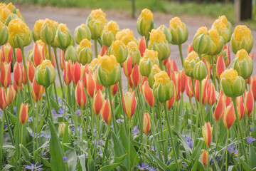 Colorful tulips blooming in spring in the famous Dutch tulip park. Taken in Keukenhof, Netherlands.