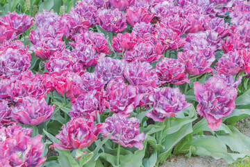 Colorful tulips blooming in spring in the famous Dutch tulip park. Taken in Keukenhof, Netherlands.