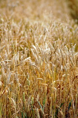 A field of ears of golden wheat photographed against a blurred background