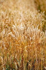 a field of golden ears of wheat grain in the focus is not on all the ears. vertical photo