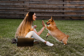 Naklejka na ściany i meble Teambuilding. Teamwork with Welsh Corgi Pembroke on the grass outside. Girl hand give five Corgi dog. Working on laptop outdoor. Communication with colleagues and family online.