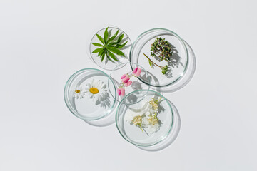 Petri dishes on white background.Natural medicine, cosmetic research, bioscience, organic skin care...