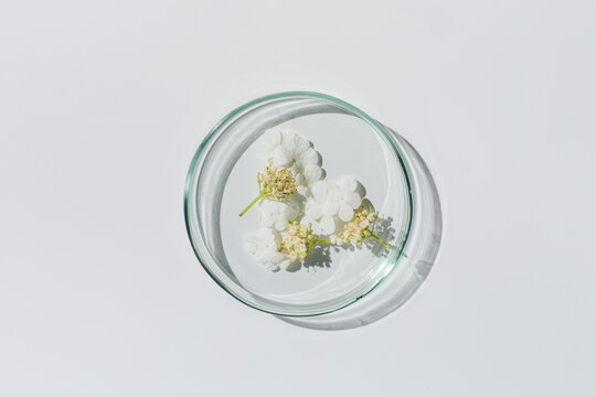 Petri dish on white background.Natural medicine, cosmetic research, bioscience, organic skin care products. Top view, flat lay. Scientific laboratory glassware. Research and development Concept