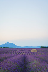 Fototapeta na wymiar Lavender fields with a stone house at sunrise, summer in Valensole, Provence, France