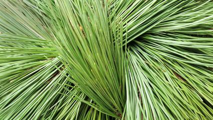 pine needle  background