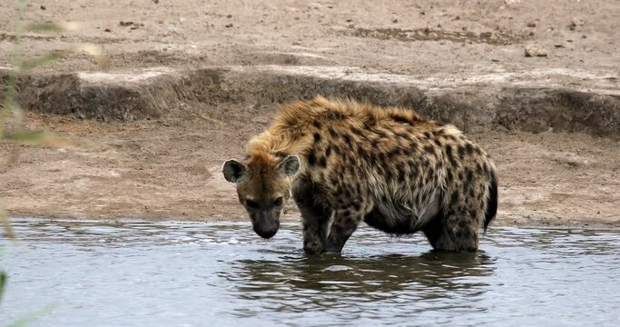 Spotted hyena on waterhole, Namibia, Africa safari wildlife