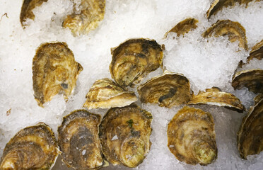 close up on fresh oyster on ice 