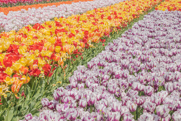 Colorful tulips blooming in spring in the famous Dutch tulip park. Taken in Keukenhof, Netherlands.