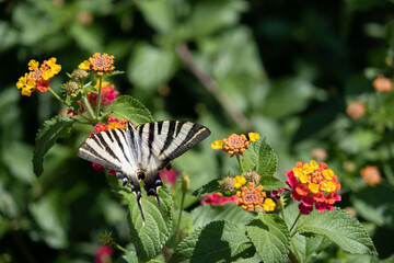 Colorful Zebra Butterfly