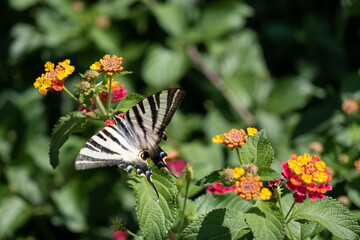 Colorful Zebra Butterfly