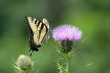 Butterfly 2020-85 / Tiger Swallowtail (Papilio glaucus)