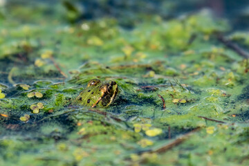 zielona żabka w zielonej wodzie z roślinami - obrazy, fototapety, plakaty