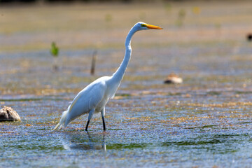 Withe heron at Sisal bogs