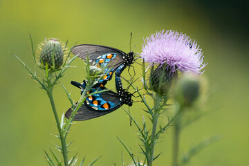 Butterfly 2020-34a / Pipevine swallowtails (Battus philenor)