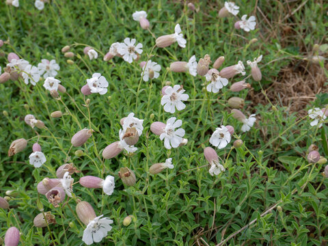 Silene uniflora or sea campion white flowers