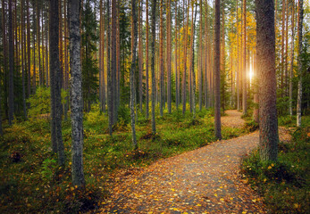 Pathway in the forest at autumn in Karelia. Beautiful colorful landscape.