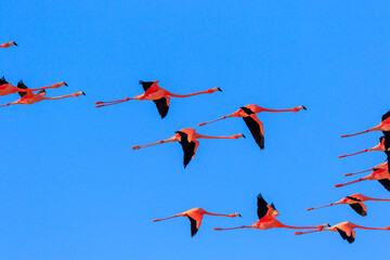 flamingos in flight