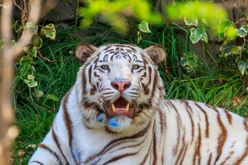 White toger looking at camera