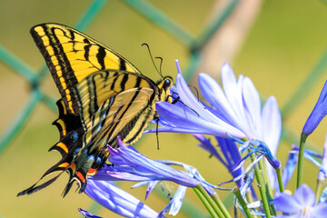 butterfly sucking a flower