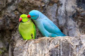 Blue and yellow parrots in love