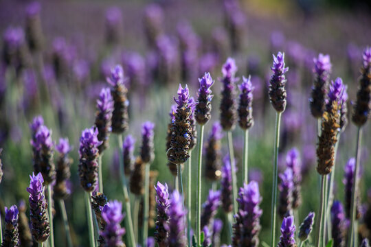 field of lavender © JorgeArmando